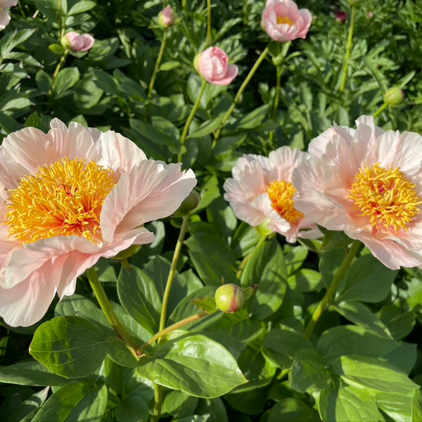 Peony Heaven Peach | Pink Hybrid Herbaceous Peony – Cricket Hill
