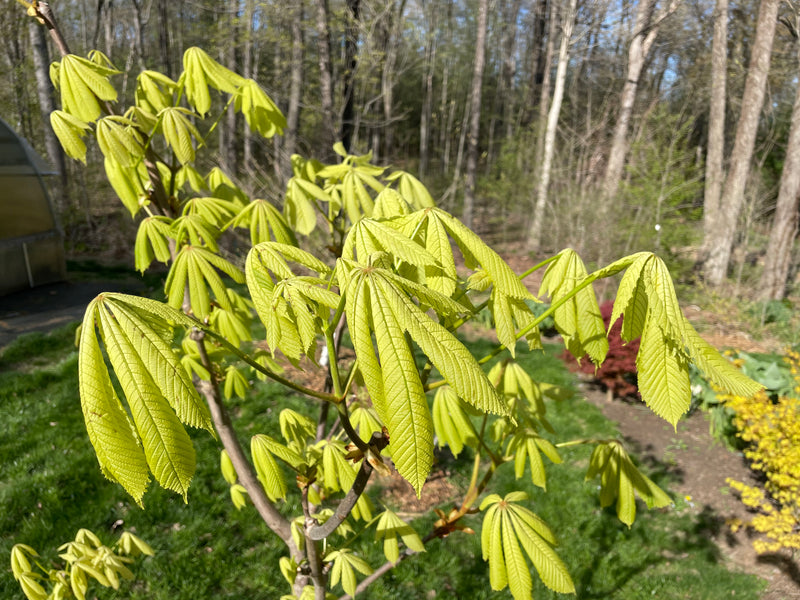 Aesculus hippocastanum 'Wisselink' Horse Chestnut