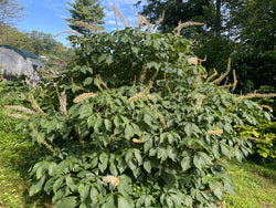 Aesculus parviflora, 'Rogers' Bottlebrush Buckeye