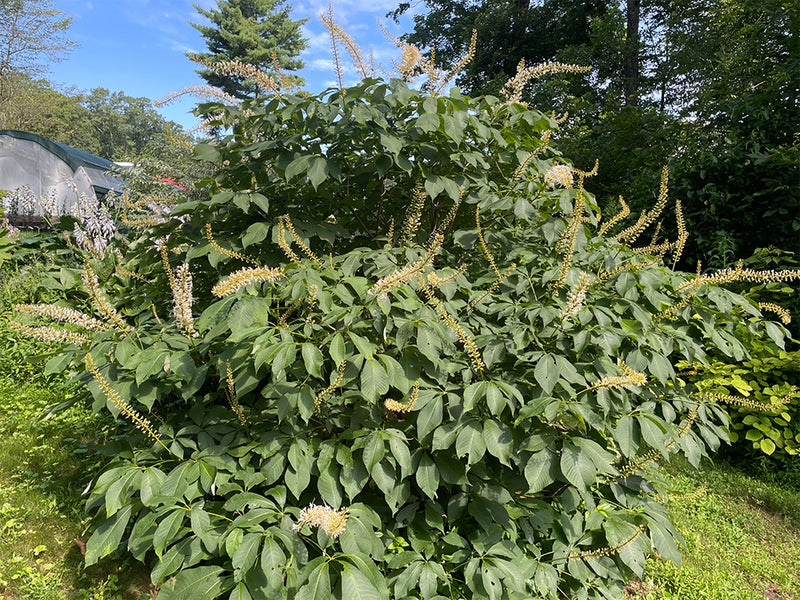 planting bottlebrush buckeye seeds Aesculus parviflora, 'Rogers' Bottlebrush Buckeye