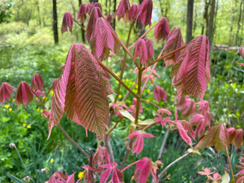 Aesculus turbinata 'Marble Chip' Variegated Japanese Horse Chestnut –  Cricket Hill Garden