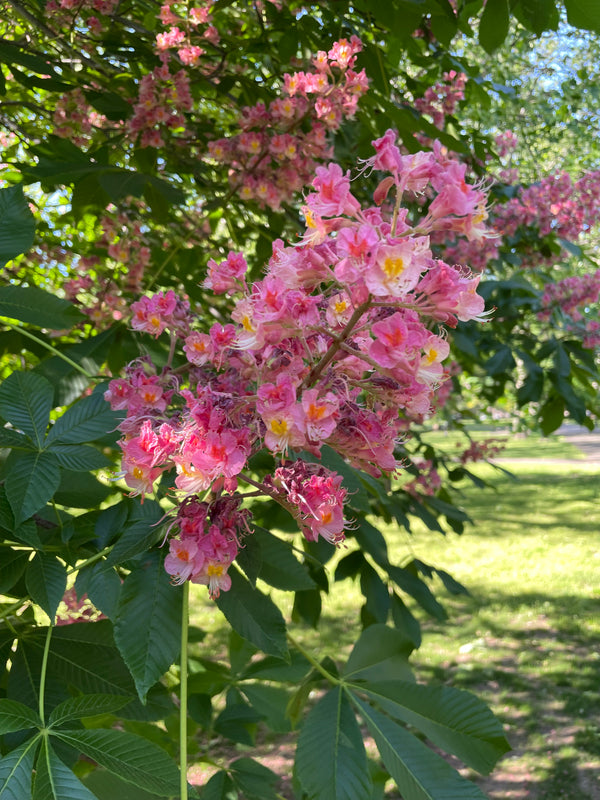 Aesculus, 'Fort McNair' Red Horse Chestnut