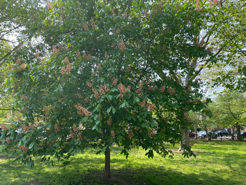 Aesculus, 'Fort McNair' Red Horse Chestnut