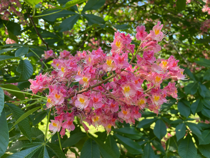 Aesculus, 'Fort McNair' Red Horse Chestnut