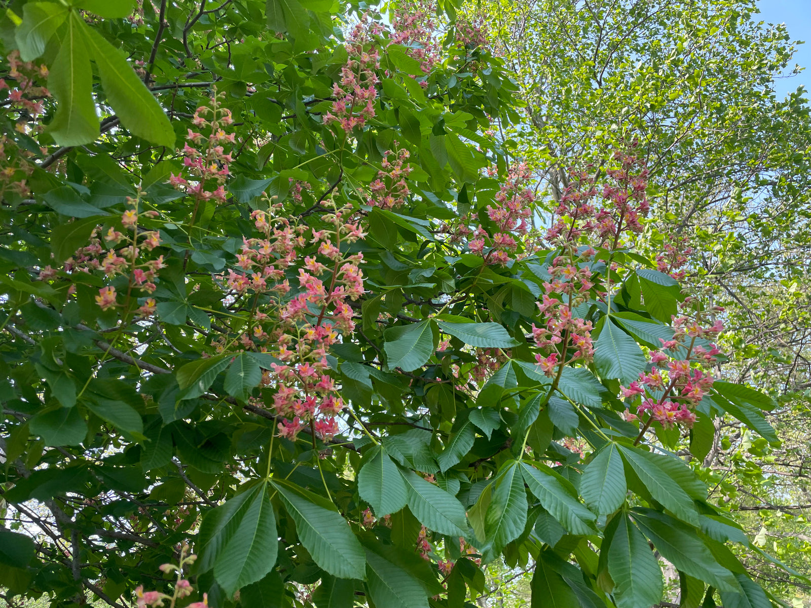Aesculus, 'Fort McNair' Red Horse Chestnut – Cricket Hill Garden