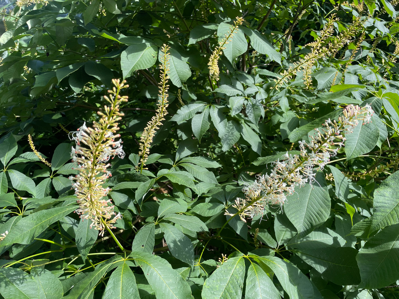 planting bottlebrush buckeye seeds Aesculus parviflora, 'Rogers' Bottlebrush Buckeye