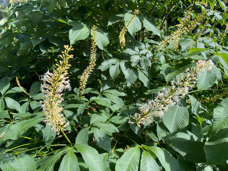 planting bottlebrush buckeye seeds Aesculus parviflora, 'Rogers' Bottlebrush Buckeye
