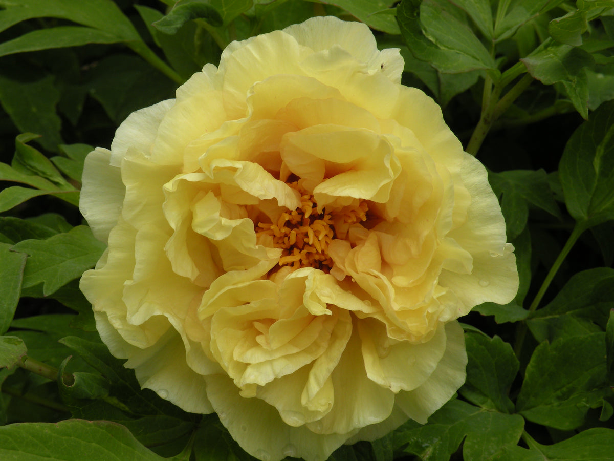 Peonies – Tagged 