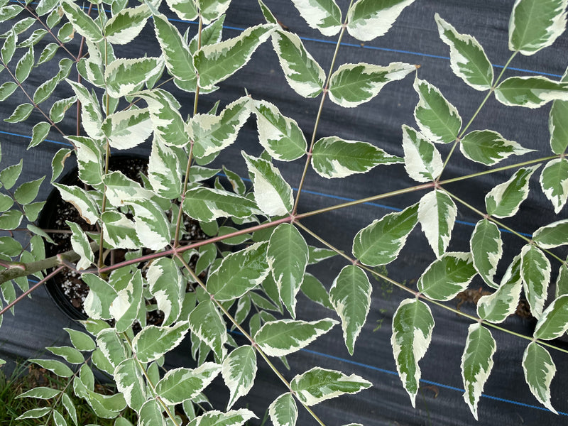 Aralia elata, 'Silver Umbrella' Variegated Devil's Walking Stick