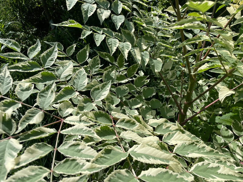 Aralia elata, 'Silver Umbrella' Variegated Devil's Walking Stick