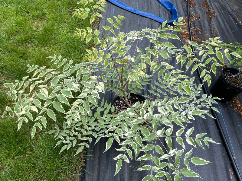 Aralia elata, 'Silver Umbrella' Variegated Devil's Walking Stick