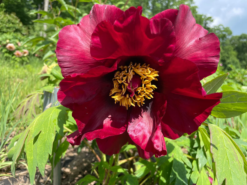 Black Pirate Hybrid tree peony – Cricket Hill Garden
