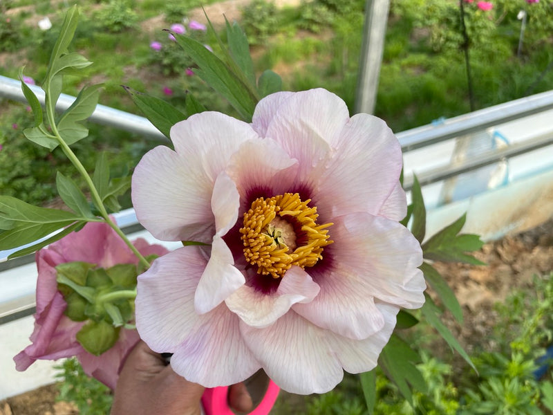 Paeonia, 'Mystery' hybrid tree peony