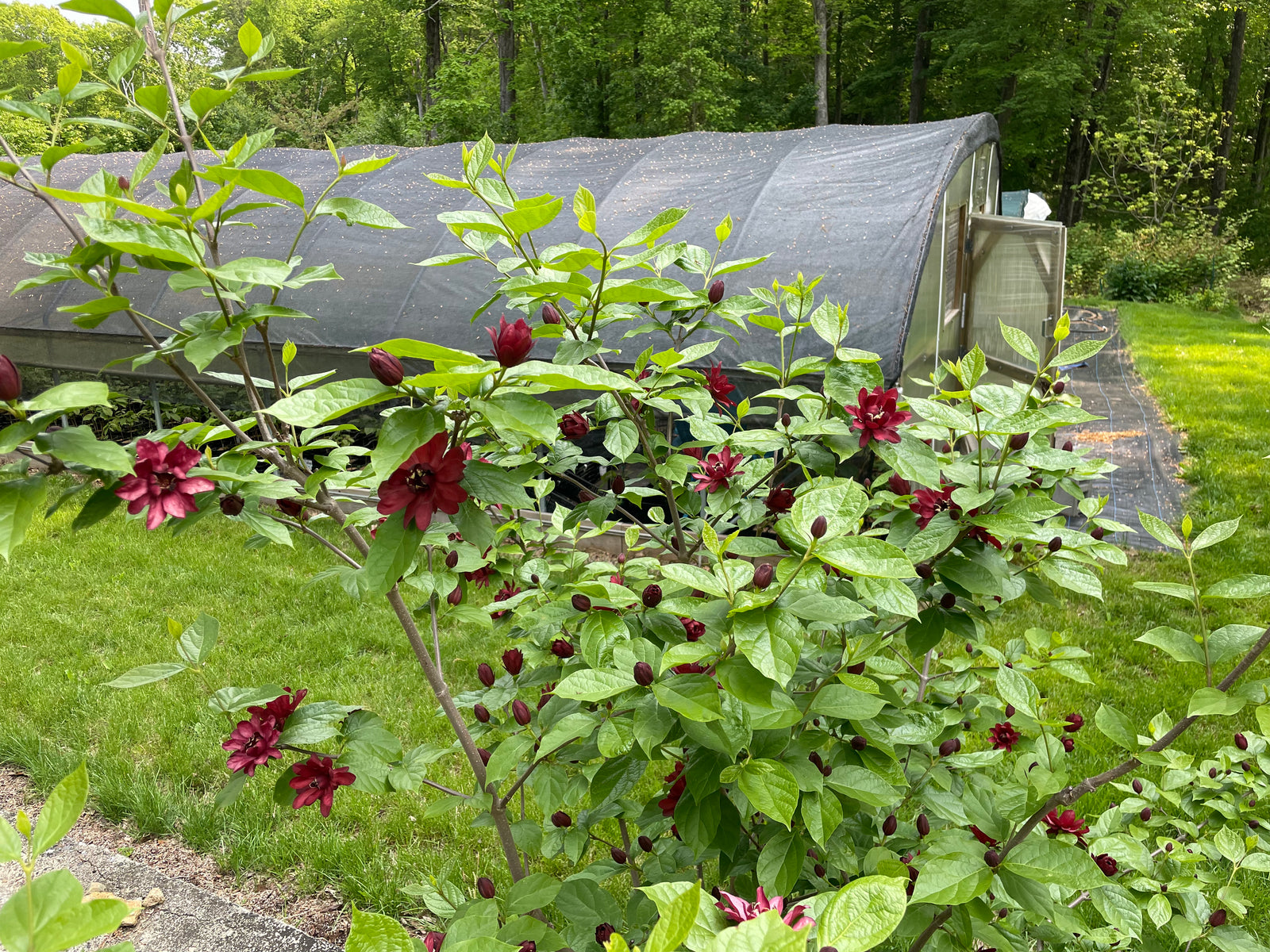 Calycanthus x 'Dark Secret'