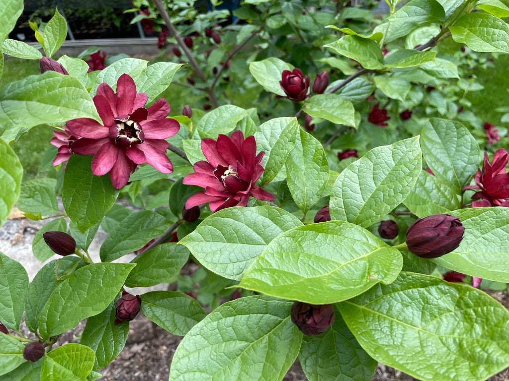 Calycanthus x 'Dark Secret' – Cricket Hill Garden