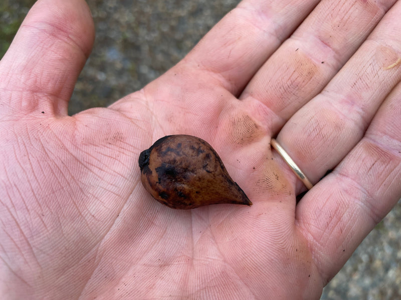 Juglans ailantifolia var. cordiformis, 'Campbell CW1' Heartnut