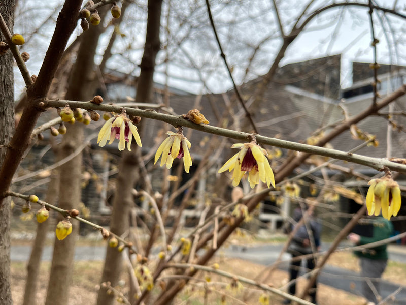 Chimonanthus praecox, 'Grandiflorus' large flowered wintersweet
