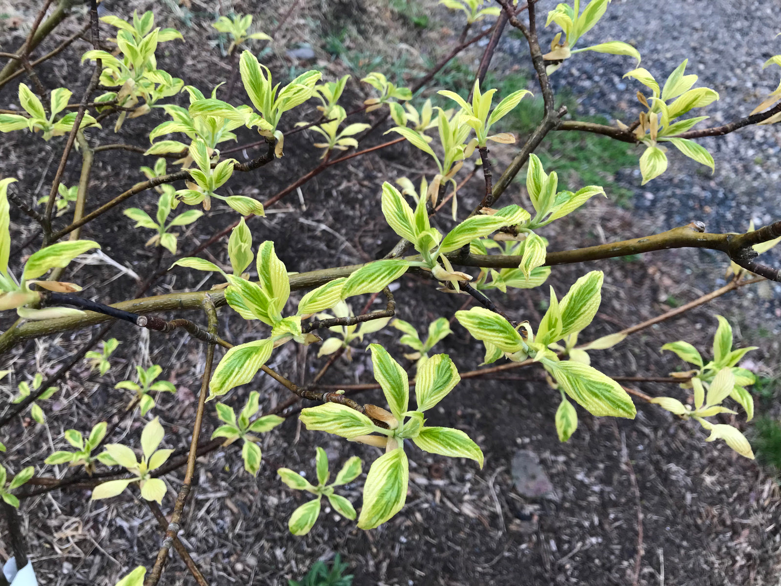 cornus variegata controversa Cornus controversa, 'Variegata' Variegated Giant Dogwood – Cricket Hill  Garden