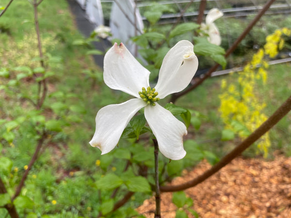 Cornus florida, 'Appalachian Spring' flowering dogwood