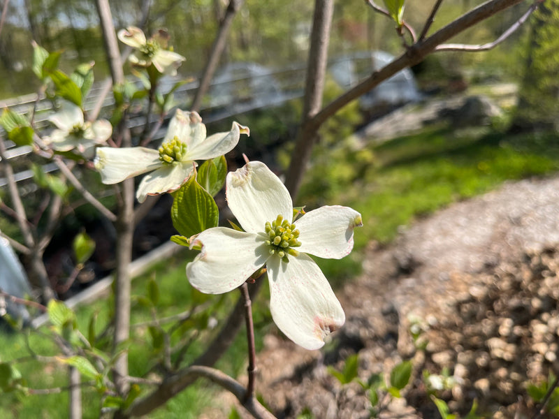 cornus plants Cornus florida, 'Appalachian Spring' flowering dogwood
