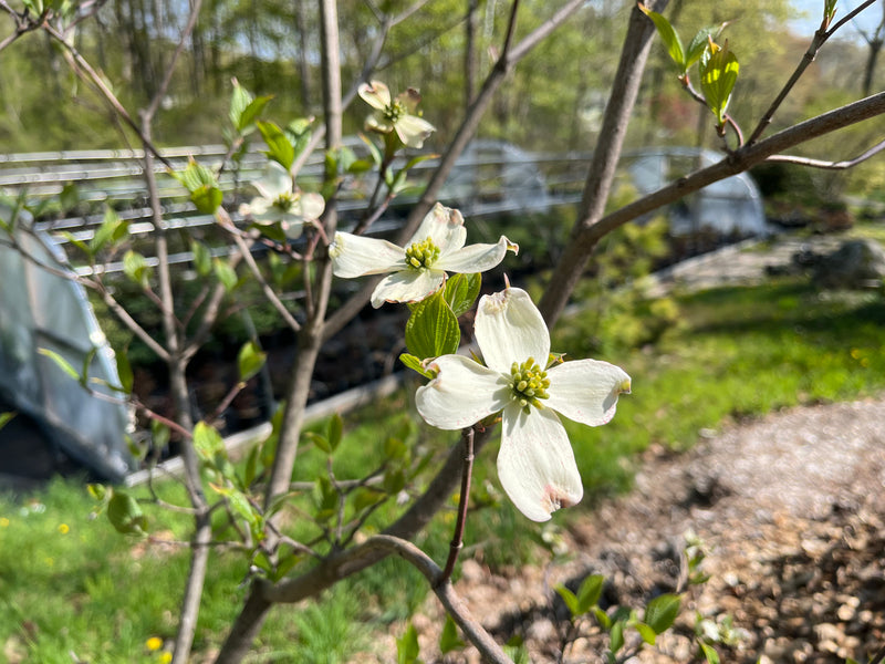 Cornus Florida Spring Cornus florida, 'Appalachian Spring' flowering dogwood – Cricket Hill ...