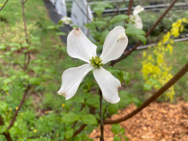 Cornus Florida Spring Cornus florida, 'Appalachian Spring' flowering dogwood – Cricket Hill ...