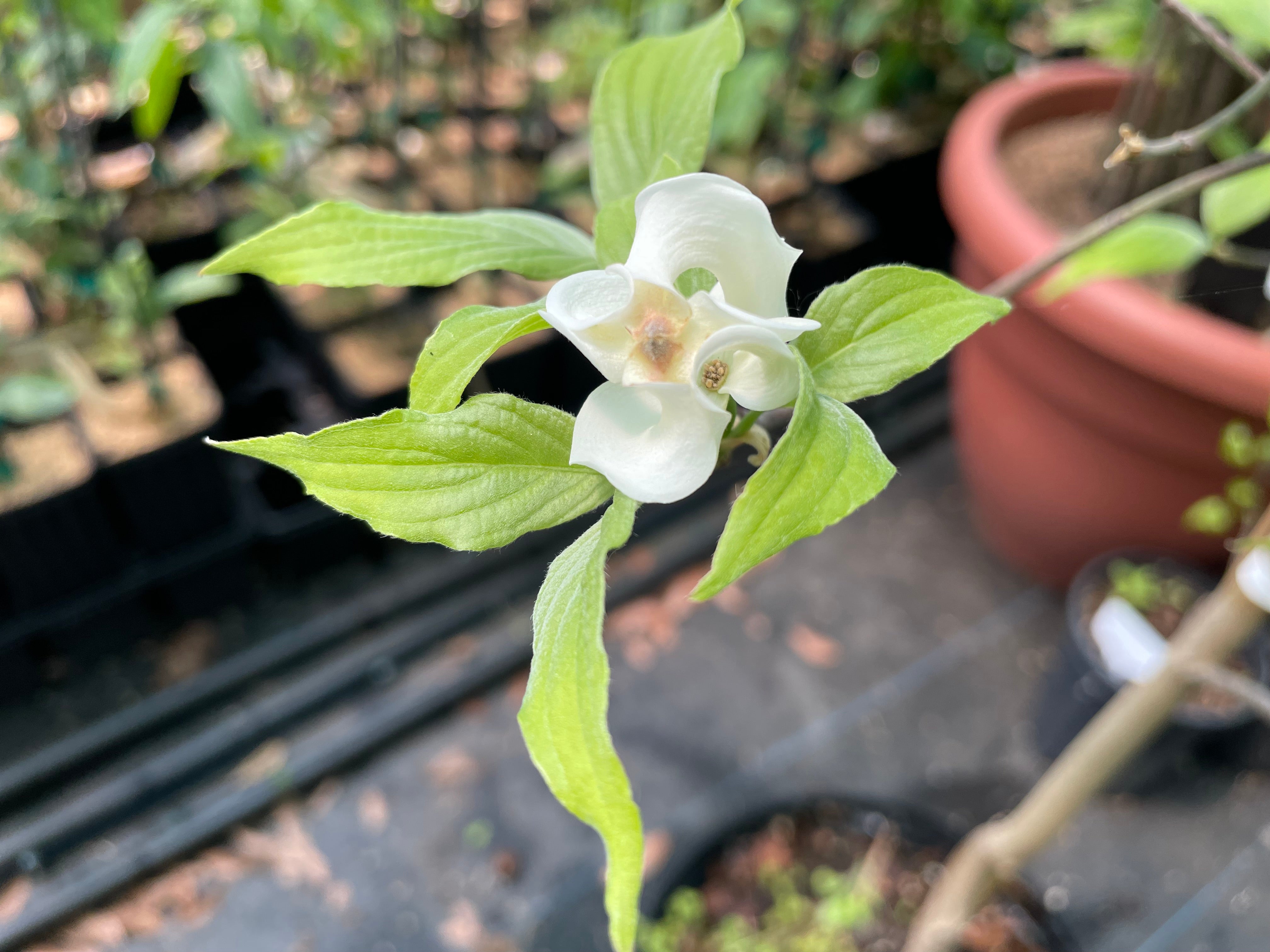 Cornus Cornus florida var. pringlei, Mexican Dogwood Tree – Cricket Hill Garden