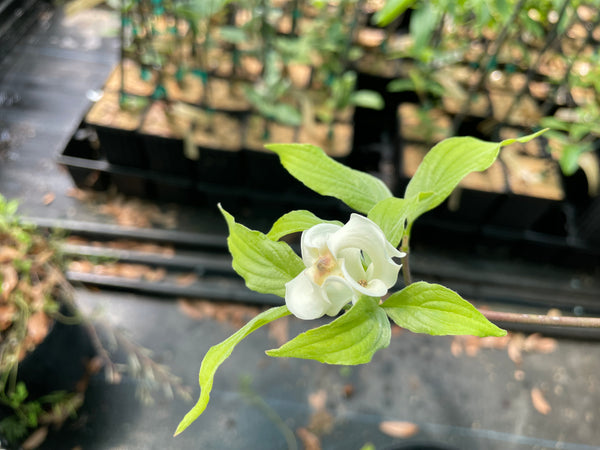 Cornus florida var. pringlei, Mexican Dogwood Tree