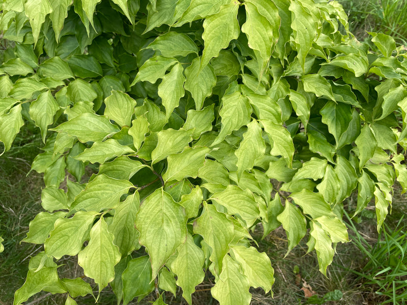 Cornus kousa, 'Aiden's Mint Frost' dogwood