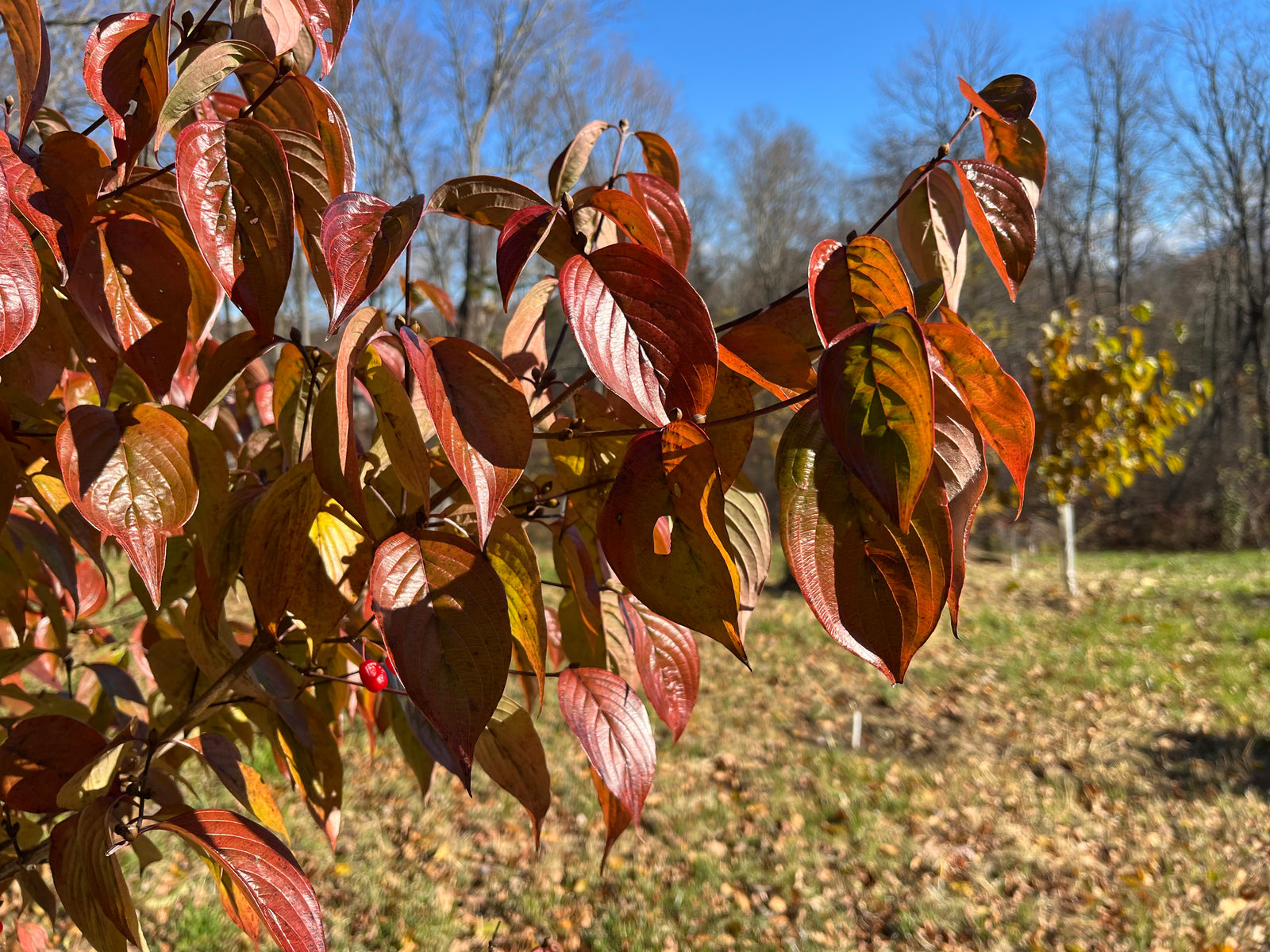 コノキナンノキ Cornus officinalis, 'Kintoki' Japanese Cornel Dogwood – Cricket