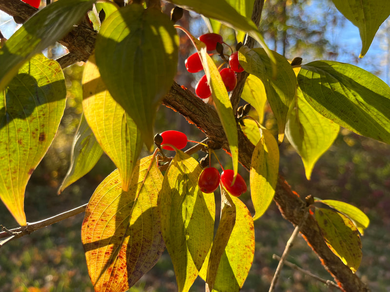 Cornus officinalis, 'Kintoki' Japanese Cornel Dogwood – Cricket