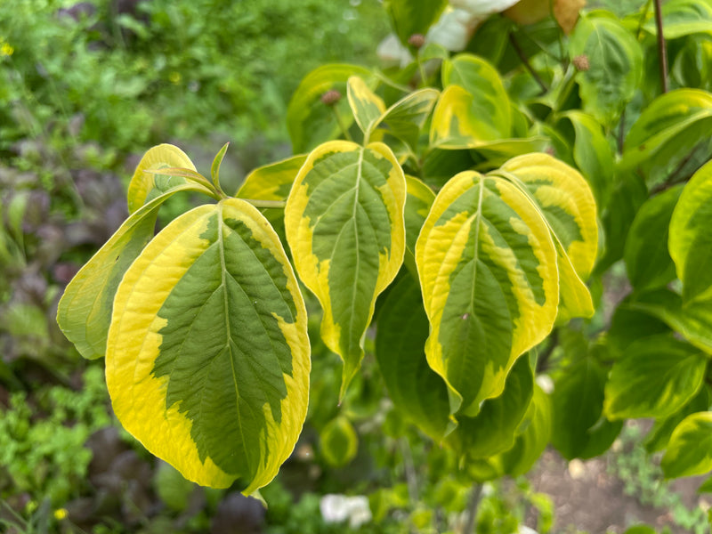 Cornus, 'Michael Steinhardt' hybrid dogwood