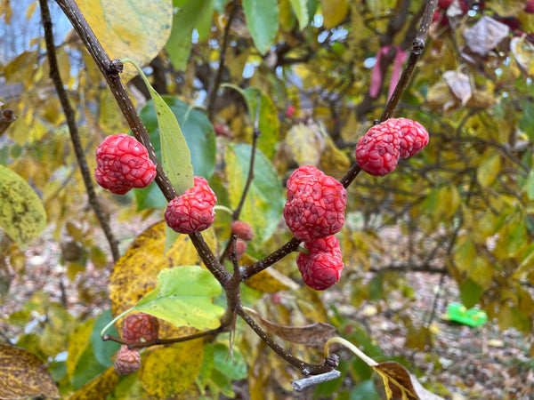 Cudrania, 'Hwang Kum #1' Che melonberry