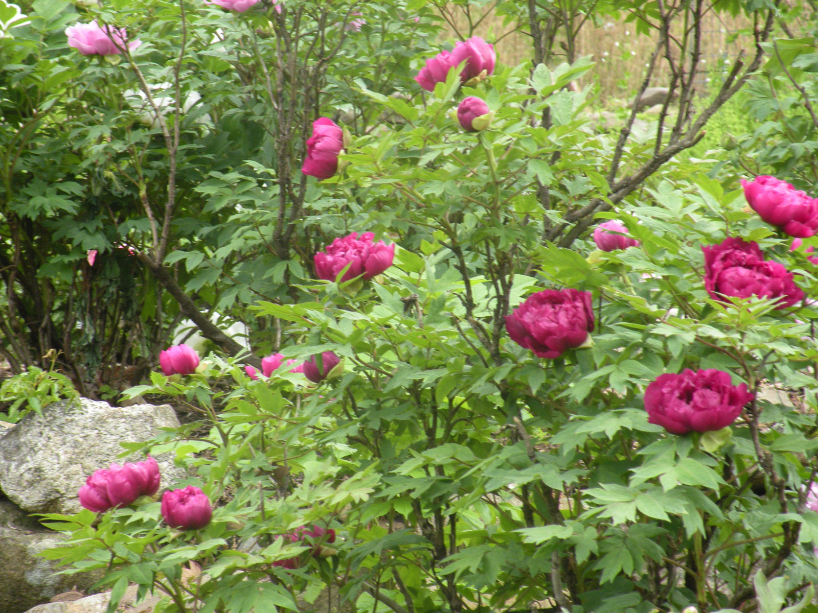 peony様917専用 Shimadaijin Tree Peony (Paeonia suffruticosa 'Shimadaijin