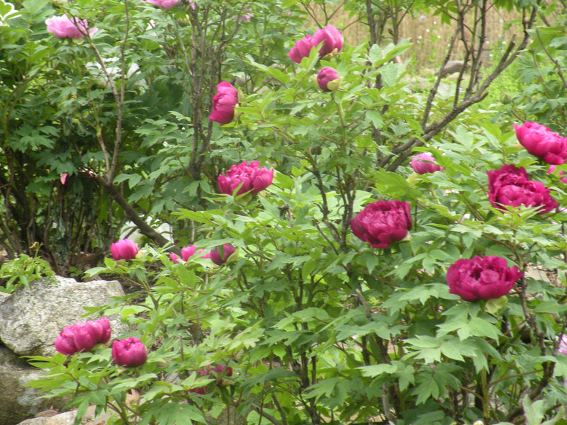 Paeonia suffruticosa, 'Island Minister' Japanese tree peony PICK UP