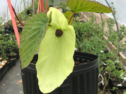 Davidia involucrata, ‘Sonoma’ Dove Tree