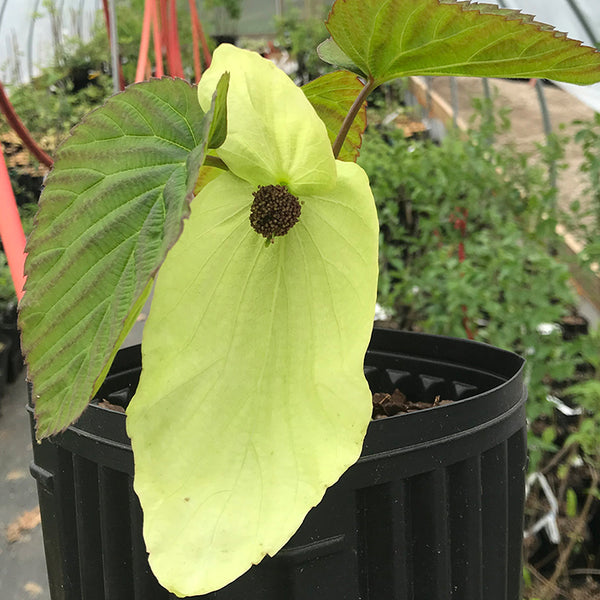 Davidia involucrata, 'Sonoma' Dove Tree – Cricket Hill Garden
