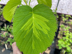 Davidia involucrata, ‘Lady Dahlia’ Dove Tree