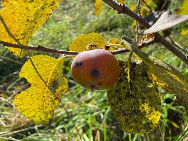 Diospyros, 'Dollywood' American persimmon