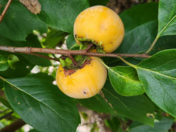 Diospyros virginiana x kaki, 'Rosseyanka' hybrid persimmon