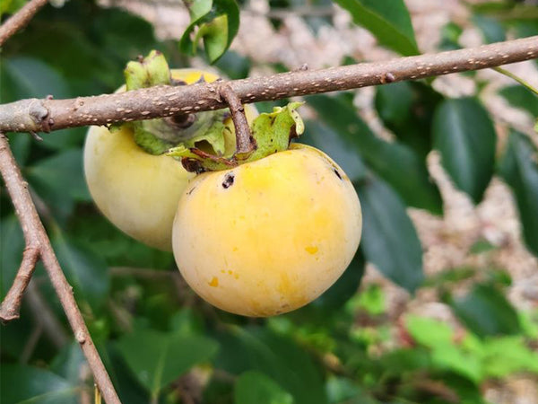 Diospyros virginiana x kaki, 'Rosseyanka' hybrid persimmon
