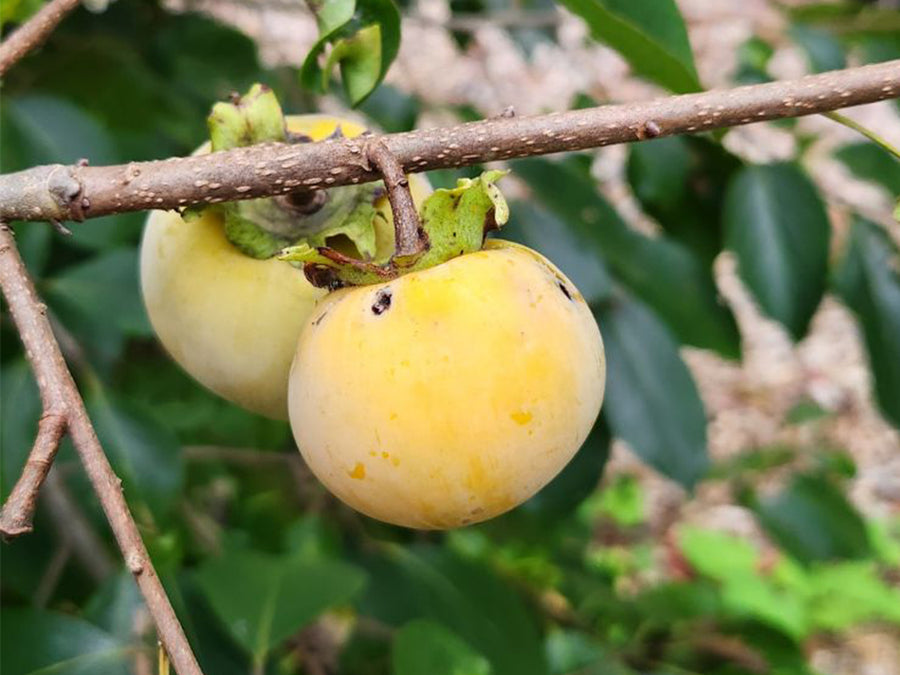 persimmon plant for sale Diospyros virginiana x kaki, 'Rosseyanka' hybrid persimmon – Cricket Hill  Garden