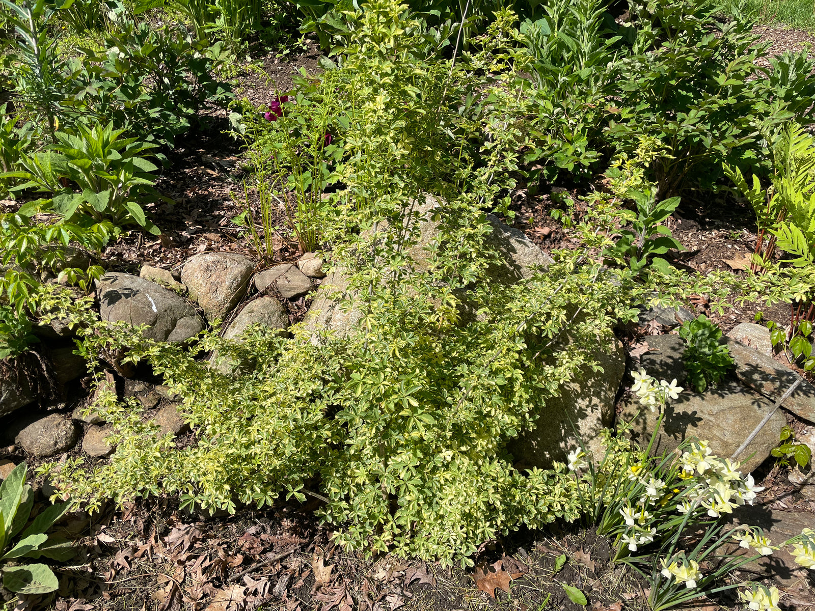 Eleutherococcus sieboldianus, 'Variegatus' five-leaf aralia – Cricket Hill  Garden
