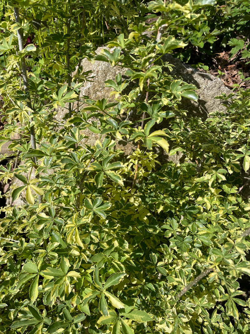 Eleutherococcus sieboldianus, 'Variegatus' five-leaf aralia – Cricket Hill  Garden