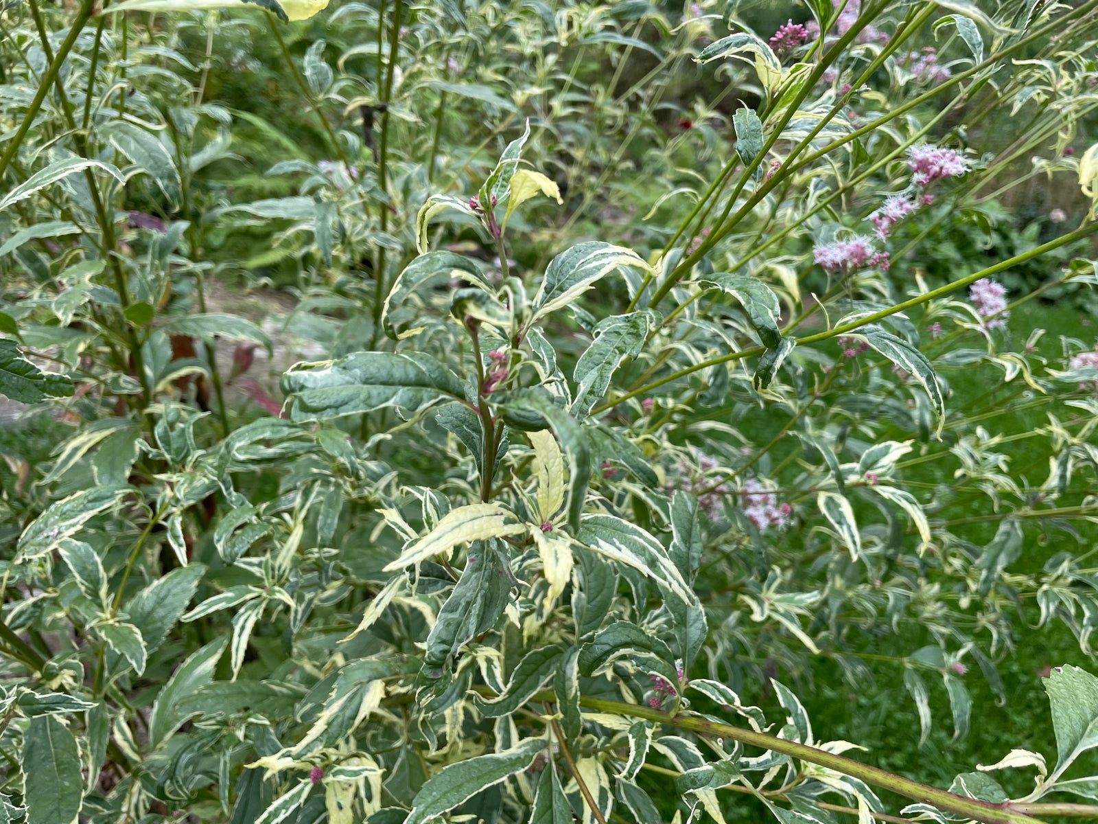 Eupatorium fortunei, 'Pink Frost' joe pye weed – Cricket Hill Garden