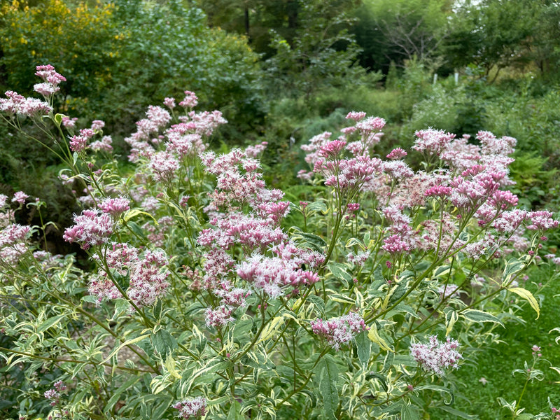 Eupatorium fortunei, 'Pink Frost' joe pye weed – Cricket Hill Garden