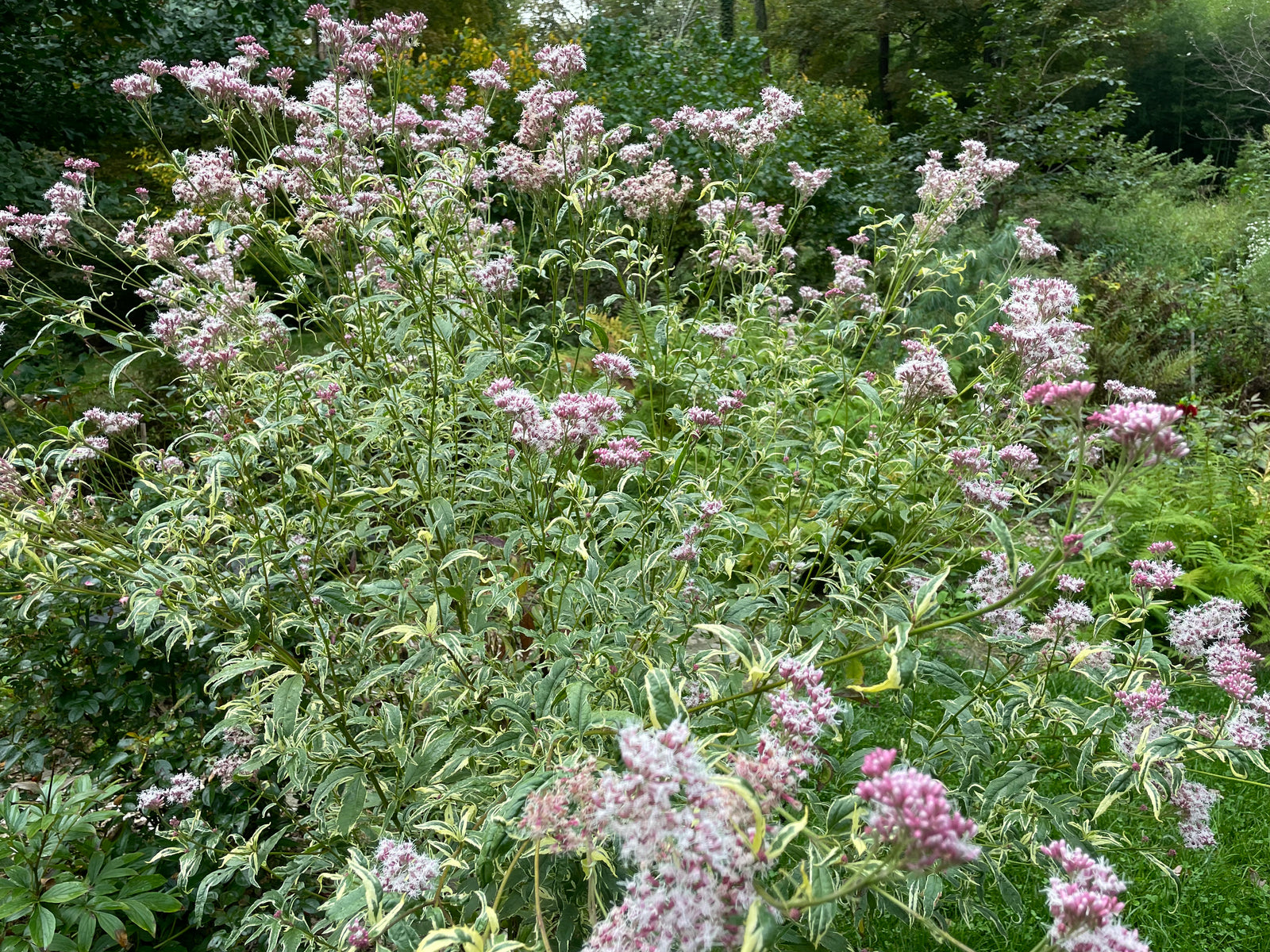 eupatorium plant Eupatorium fortunei, 'Pink Frost' joe pye weed – Cricket Hill Garden