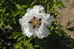Seed Grown Tree Peony #2025-066