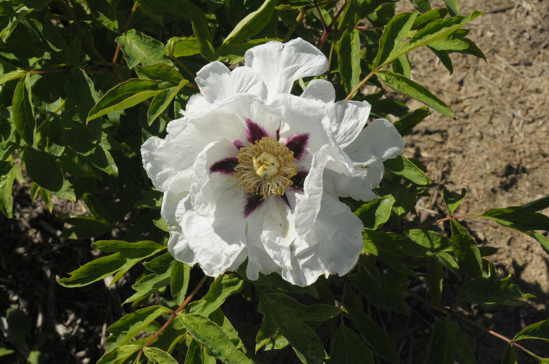 Seed Grown Tree Peony #2025-066