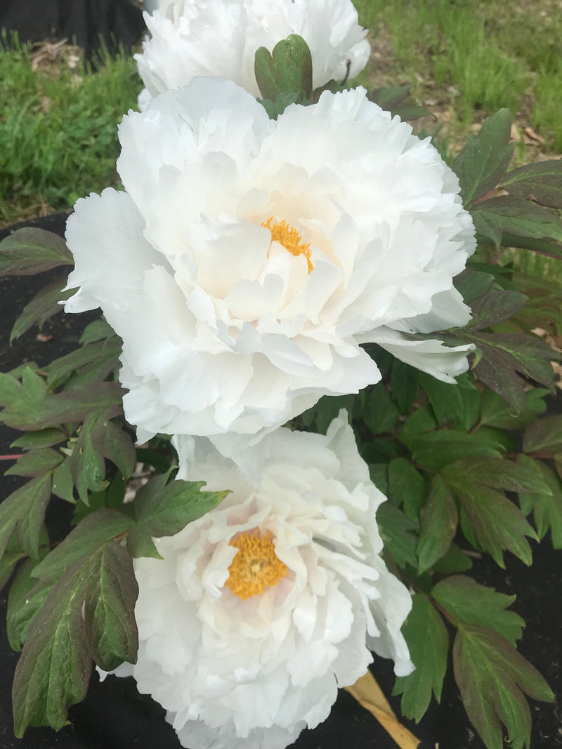 Paeonia suffruticosa, 'Flight of Cranes' Japanese tree peony PICK UP